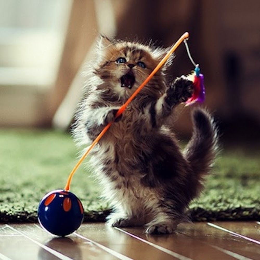 Meet your Posher, Muff